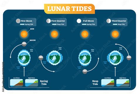 Lunar and Solar tides vector illustration diagram poster. Spring and ...