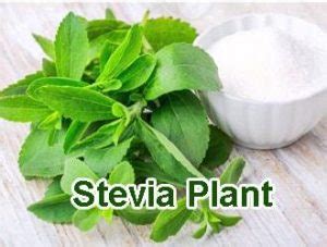 Stevia Plant: Health Benefits, Uses, Side Effects and Warning