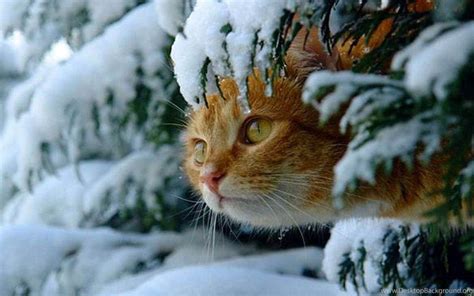 Cute Winter Cats Wallpapers - Wallpaper Cave