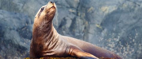 Girl pulled into harbor by sea lion treated for rare seal finger ...