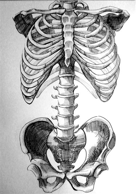 Pin on Anatomy