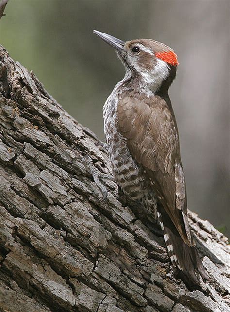 Arizona Woodpecker - ID, Facts, Diet, Habit & More | Birdzilla