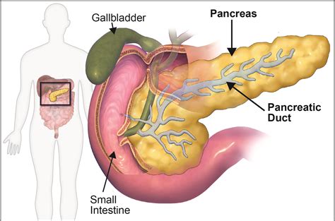 Human Pancreas Organoids: A step closer to understanding biology ...