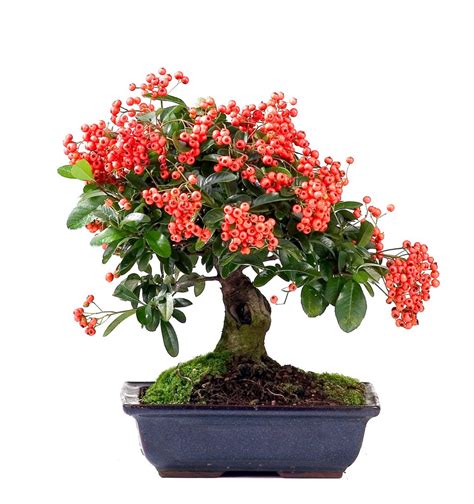 Portulacaria afra – Bonsai Today