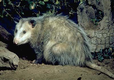 Virginia Opossum - Presidio of San Francisco (U.S. National Park Service)