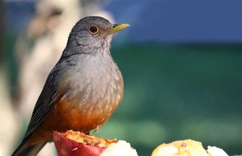 The Rufous-Bellied Thrush: National Bird of Brazil - A-Z Animals