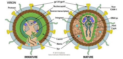 Lecture Notes in Medical Technology: Lecture #17: INTRODUCTION TO VIROLOGY