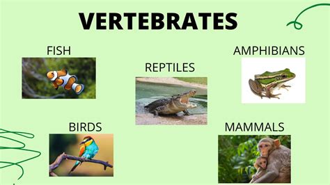 Vertebrates | Create WebQuest