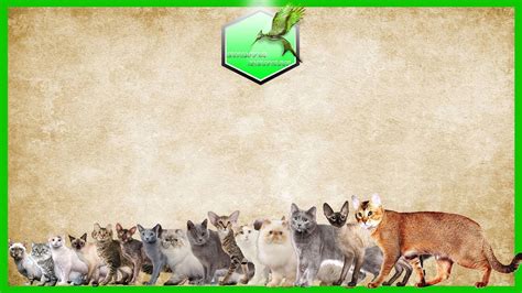 Cat Breed Size Comparison - YouTube