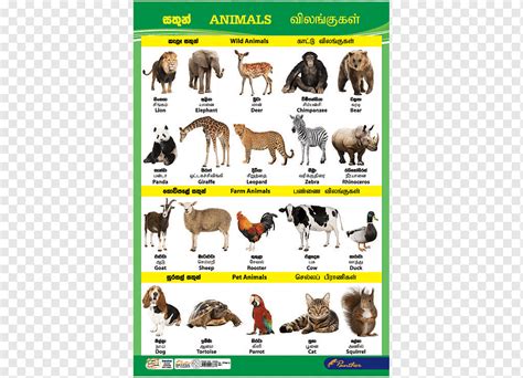 Dog Sri Lanka Cat Animal Chart, grafik katalog, anak, hewan peliharaan ...