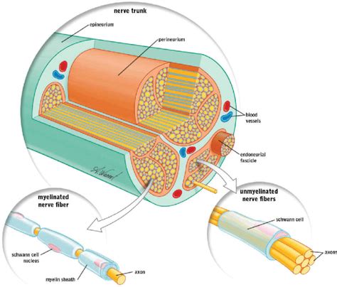 Peripheral nerve anatomy (image courtesy of Myoscience). | Download ...