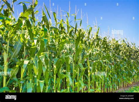 Close-up of rows of corn on farm Stock Photo - Alamy