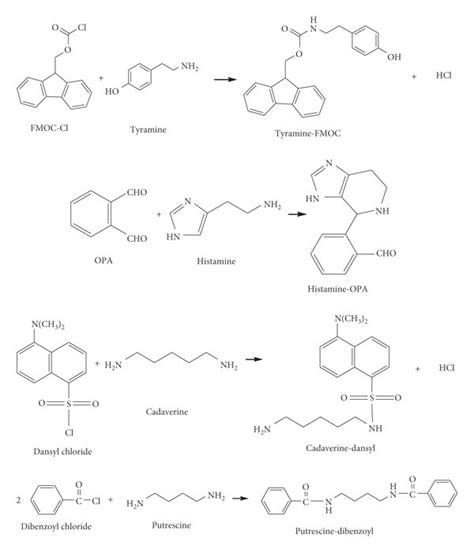 Reaction of derivative reagents such as FMOC-Cl with tyramine, OPA with ...