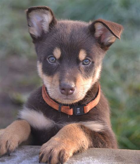 29 best Kelpie (Australian Kelpie) puppies images on Pinterest | Dog ...