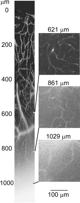 Figure 1 from Principles of Two-Photon Excitation Microscopy and Its ...