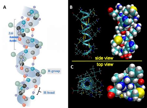 Diagram Of Alpha Helix Structure Helix Alpha Hydrogen Bondin