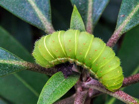 Green Caterpillar Pictures | Download Free Images on Unsplash