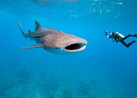 Whale Shark Diving - Best Places to Swim With Whale Sharks