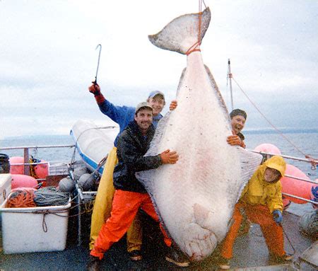 What a catch! It may be biggest Pacific halibut