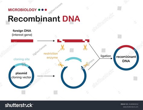 3 Plasmid Vector Construction Images, Stock Photos, 3D objects ...