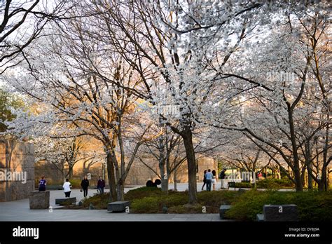 WASHINGTON DC, USA - Cherry blossoms in bloom at the FDR Memorial in ...