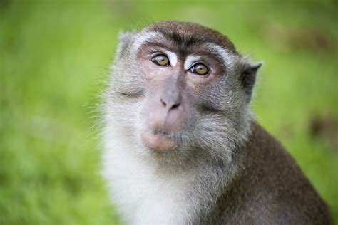 Brain-machine interface enables monkey to type a passage from ...