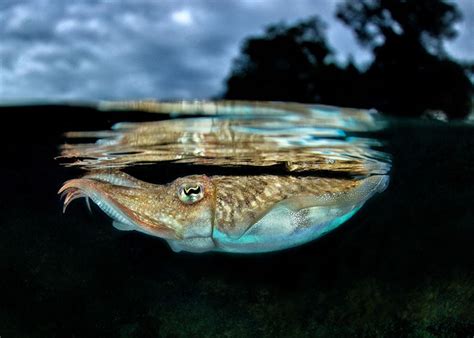 Cuttlefish wear their thoughts on their skin