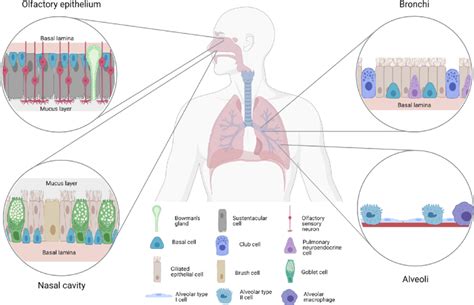 Histological representation of the respiratory epithelium. The nasal ...