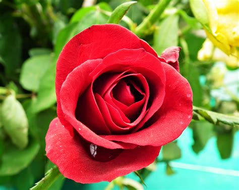 Rose Flower: Red Rose Flowers Are the Best Way to Say "I Love You"