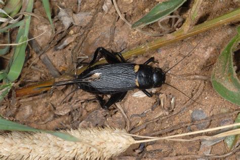 European locusts and their ecology: Gryllus bimaculatus