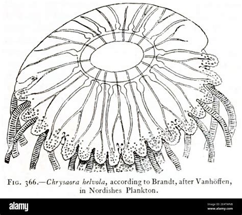 Medusae of world-vol03 fig366 Chrysaora helvola Stock Photo - Alamy