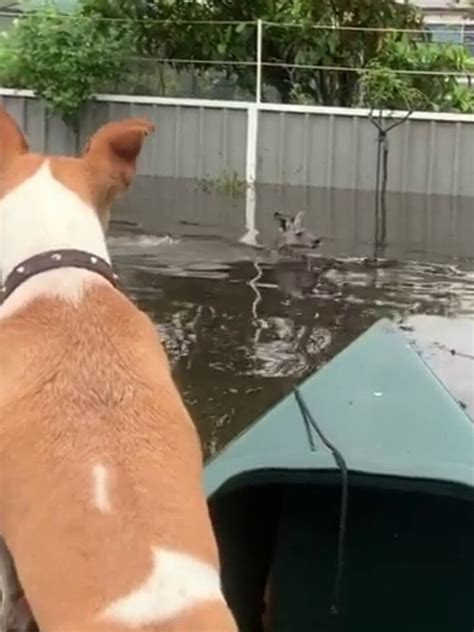 NSW extreme weather: Lake Conjola water release pleas ‘ignored’ ahead ...