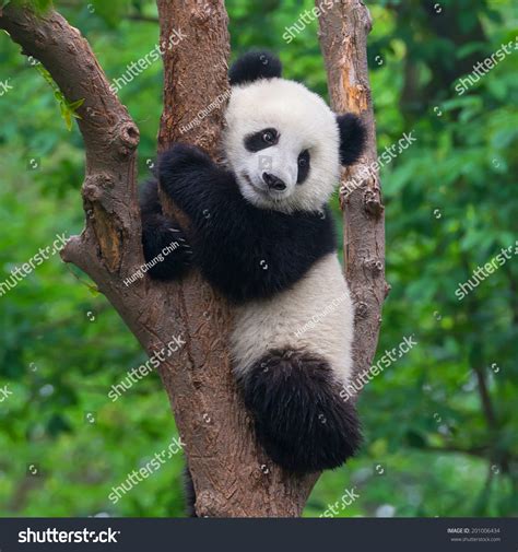 146,937 Cute Panda Royalty-Free Photos and Stock Images | Shutterstock