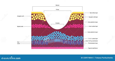 Macula fovea and foveola stock illustration. Illustration of diagram ...