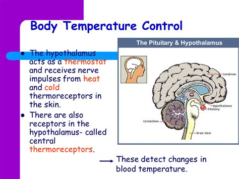 Temperature regulation - Presentation Biology