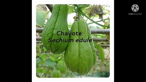 Scientific names | Cucurbitaceae | Cucurbits Family - YouTube