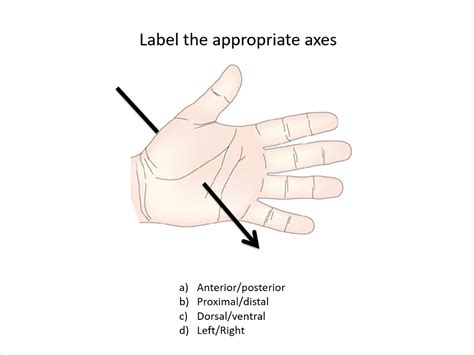 Anterior Posterior Vs Dorsal Ventral