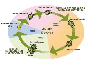 Pest Highlight: Aphids - Get Tips & Tricks for Aphid Management