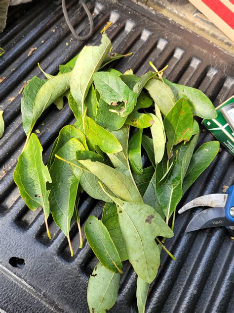 Sassafras Leaves - Foraged