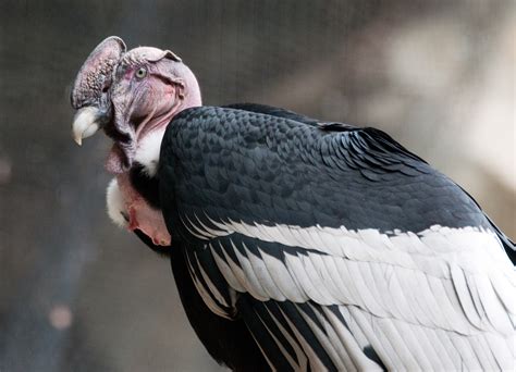 Download Animal Andean Condor HD Wallpaper