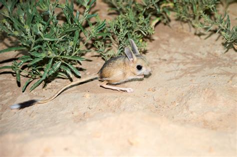 Where can I see the Long-eared Jerboa in the wild