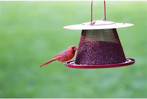 Cardinal Bird Feeders: Best Cardinal Bird Feeders and Birdseed