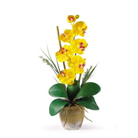 Single Yellow Orchid Plant | Online Gift and Flowers