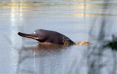 Indus River Dolphin | Endangered Species | Animal Planet