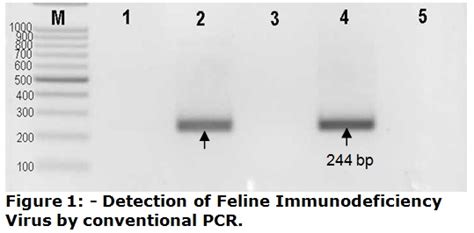 PCR Diagnostic Test for Feline Immunodeficiency Virus (FIV) – Rhone Ma ...