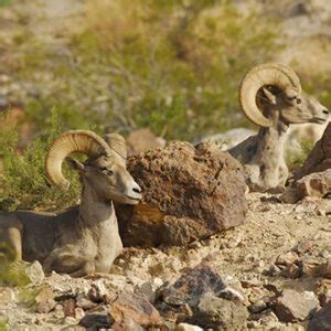 Bighorn Sheep Viewing Events - Arizona Game & Fish Department