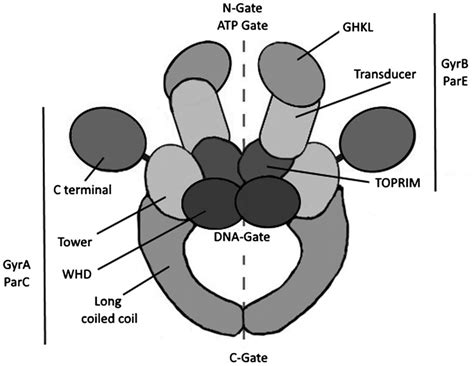 Structure of bacterial topoisomerase ii enzyme. | Download Scientific ...