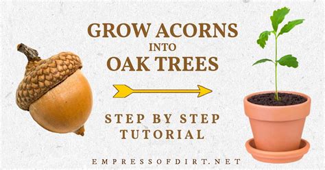 How To Plant An Acorn To Grow Flash Sales | mcpi.edu.ph