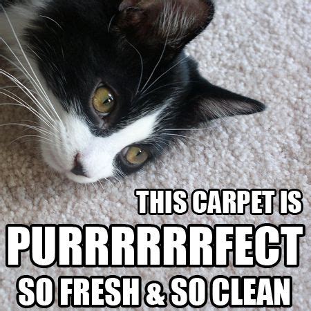 Friday Funnies – Carpet Cleaning Memes | How to clean carpet, Carpet ...