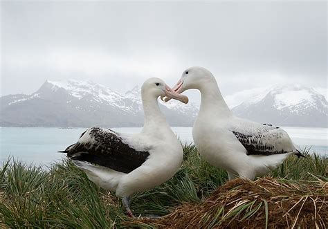 Wandering Albatross Facts - WorldAtlas